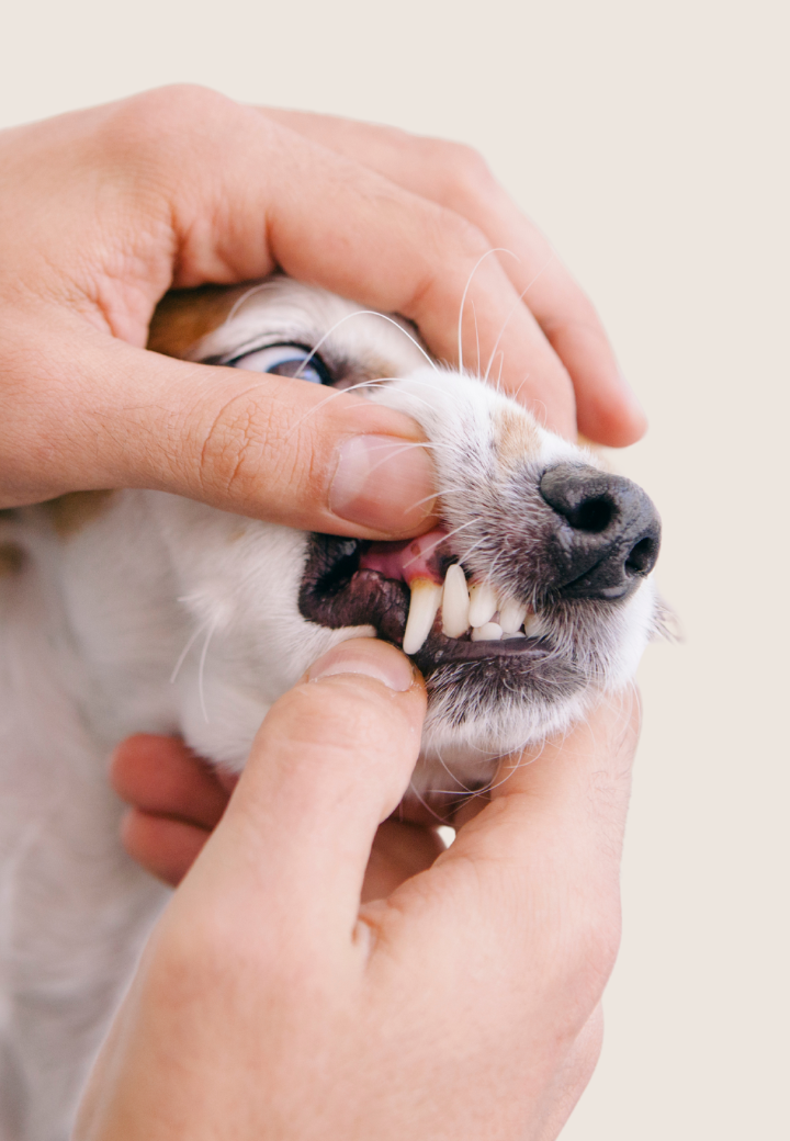 Dental Care for Pets: More Than Just Fresh Breath